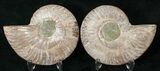 Polished Ammonite Pair - Million Years #17697-1